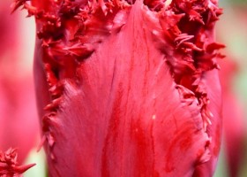 Tulipa Versaci ® (4)